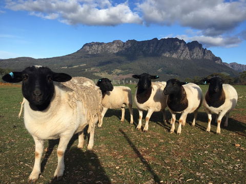 Manna Hill Farm - Accommodation NSW 28