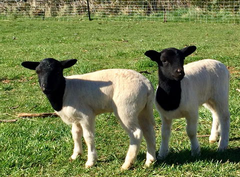 Manna Hill Farm - Accommodation NSW 2
