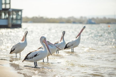 Noosa River Palms - Accommodation NSW 3