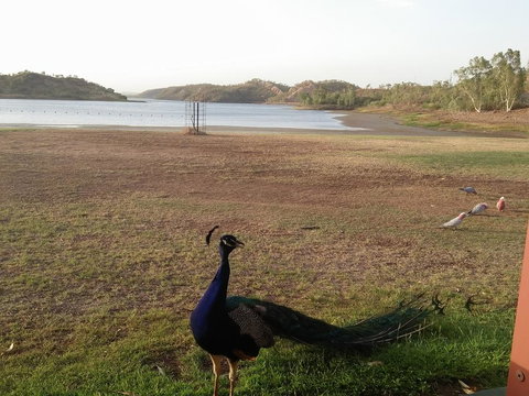 Overlander Hotel - Accommodation NSW 2