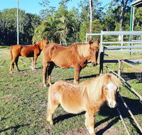 Paskins Farm - Accommodation NSW