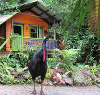 Rainforest Hideaway - Accommodation NSW