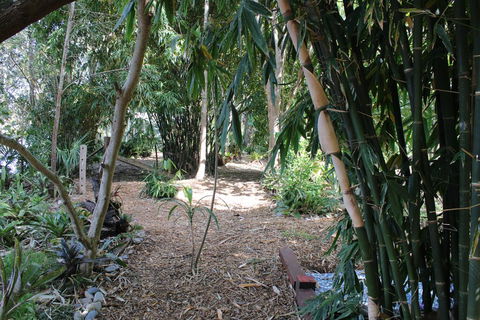 Rainforest, Water Front, River Shack, Secluded. - Accommodation NSW 0
