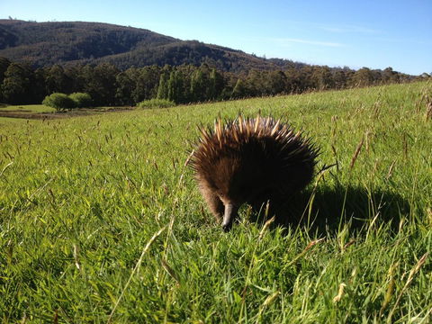 Silver Ridge Retreat - Accommodation NSW 0