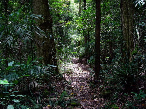 Springbrook Lyrebird Retreat - Accommodation NSW 0