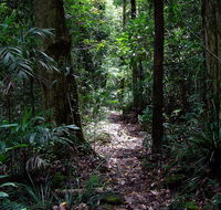 Springbrook Lyrebird Retreat - Accommodation NSW