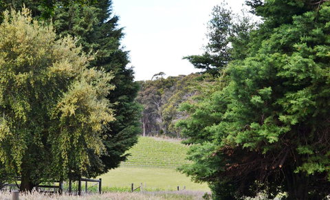 Springhill Winery - Accommodation NSW 1