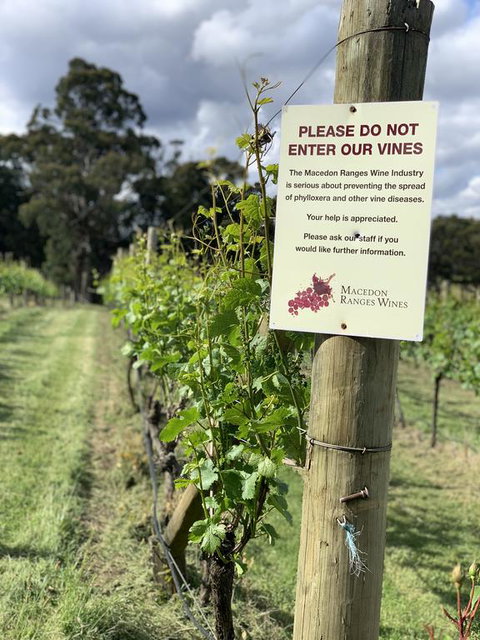 Springhill Winery - Accommodation NSW 3