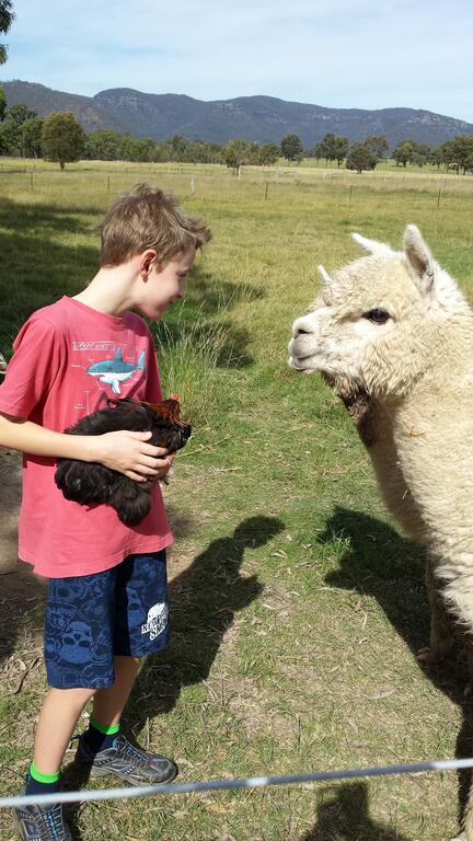 Starline Alpacas Farmstay Resort - Accommodation NSW 3