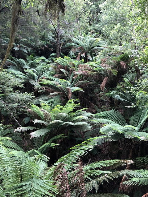 Corinna Wilderness Village - Accommodation NSW 12