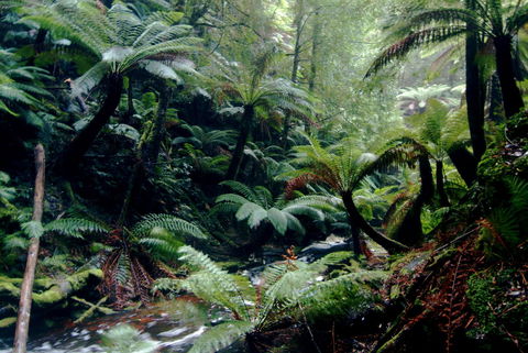 Corinna Wilderness Village - Accommodation NSW 41