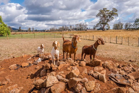 Glencoe Country Bed And Breakfast - Accommodation NSW 36