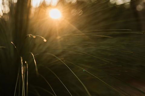 Bay Of Fires Bush Retreat - Accommodation NSW 26