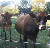 Drumreagh Bed  Breakfast Cabins - Accommodation NSW