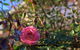 Maria Views Bed & Breakfast - thumb 5