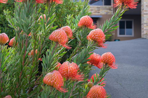 Maria Views Bed & Breakfast - Accommodation NSW 1