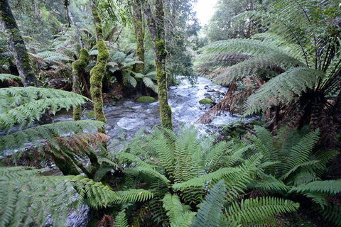 Lemonthyme Wilderness Retreat - Accommodation NSW 21