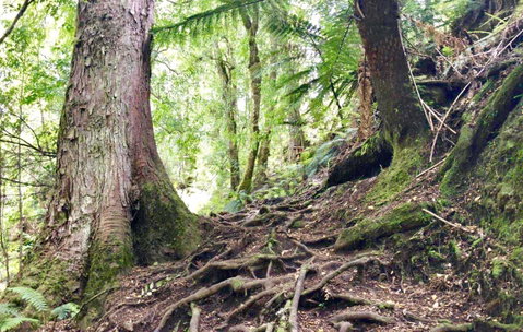 Lemonthyme Wilderness Retreat - Accommodation NSW 23