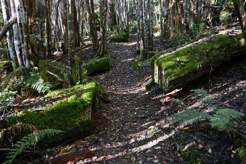 Lemonthyme Wilderness Retreat - Accommodation NSW 22