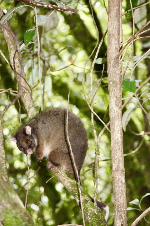 Lemonthyme Wilderness Retreat - Accommodation NSW 26