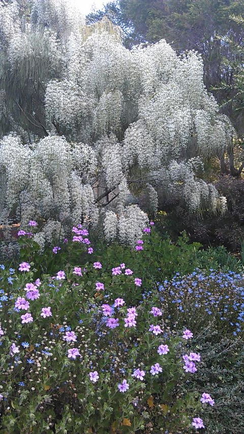 Beezneez B&B - Accommodation NSW 15