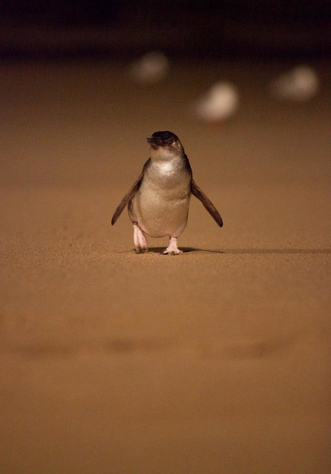 BIG4 Ingenia Holidays Phillip Island - Accommodation NSW 9