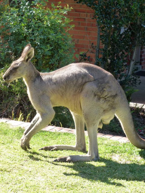 The Grampians Motel - Accommodation NSW 3