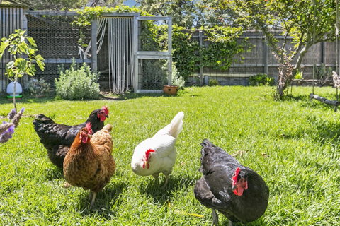 Bilinga Cottages - Accommodation NSW 16