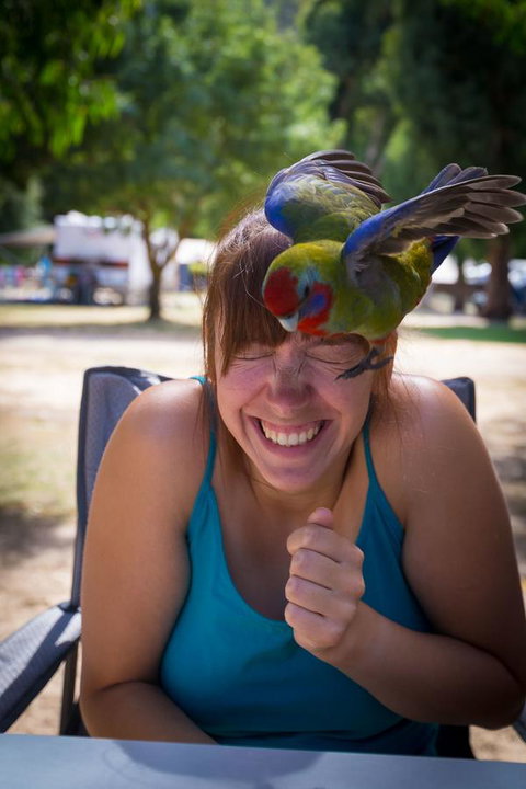 Halls Gap Lakeside Tourist Park - Accommodation NSW 5