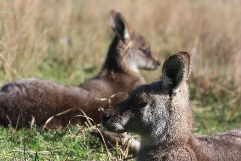 Halls Gap Lakeside Tourist Park - Accommodation NSW 2