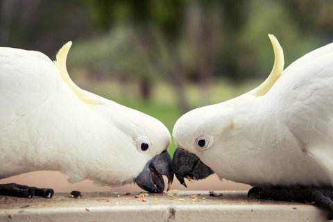 Halls Gap Lakeside Tourist Park - Accommodation NSW 9