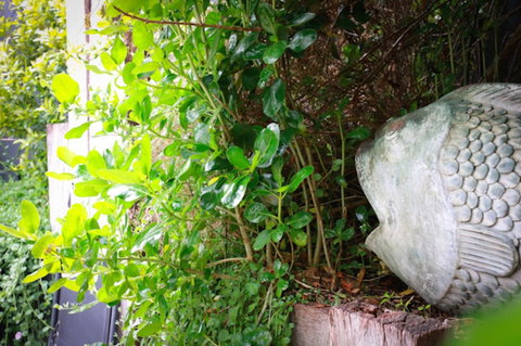 Capella Villa No. 4 - Stunning Luxury Decor Inside And Out - Accommodation NSW 15