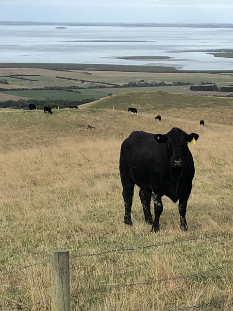 One Tree Hill Wilson Prom And Ocean Views - Accommodation NSW 17