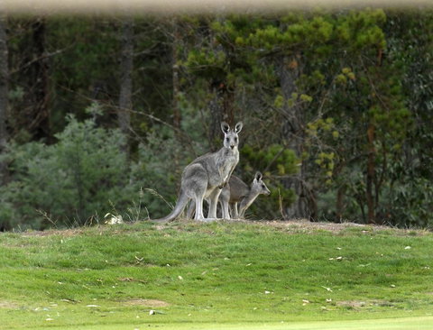 RACV Goldfields Resort - Accommodation NSW 20