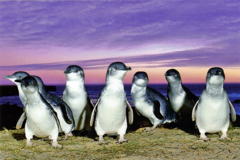 Stunning Waterfront Only 10 Minutes To Phillip Island - FREE EV UNIT 7kW For Electric Cars - Pet Friendly, Fireplace FREE WIFI Wine & Chocolates - Accommodation NSW 9
