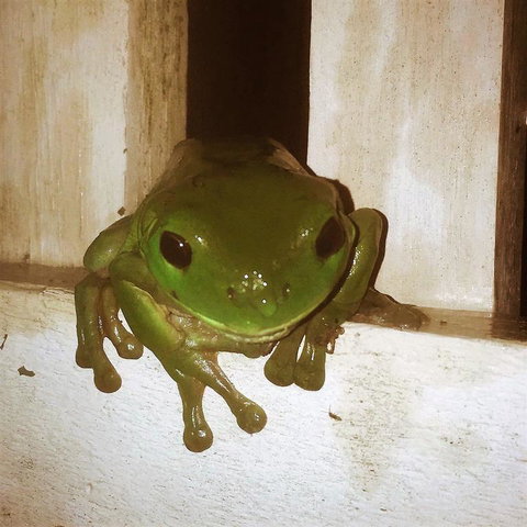 The Canungra Motel - Accommodation NSW 3