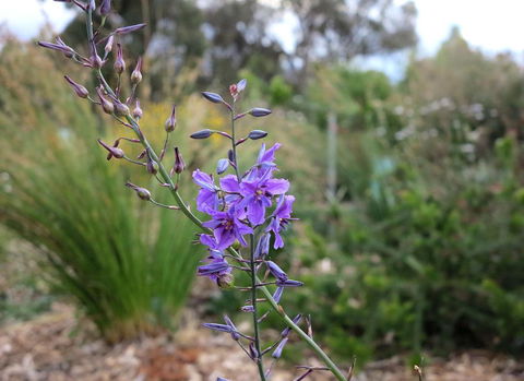 The Chocolate Lily Bed & Breakfast - Accommodation NSW 3