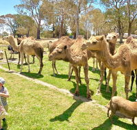 The Funny Farm - Animals / Churchhouse / Amazing Experience - Accommodation NSW