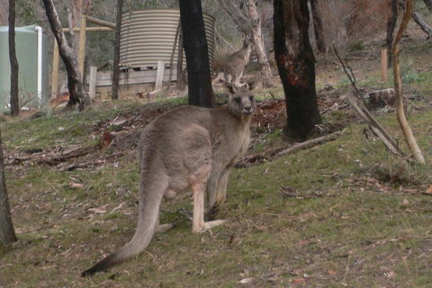 The Ledge Holiday House - Accommodation NSW 2