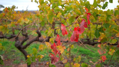 Triple Creek Guest House - Barossa Region - Accommodation NSW 3
