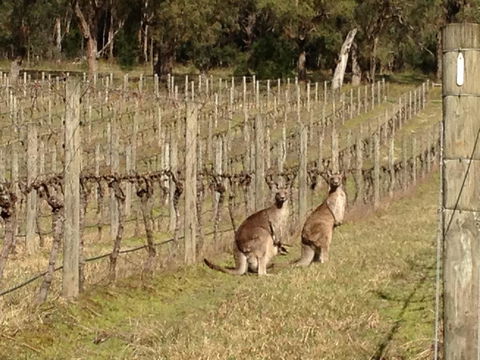 Valley Farm Vineyard Villas - Accommodation NSW 2