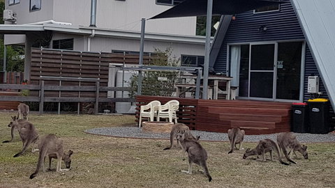 The A-Frame - Accommodation NSW 3