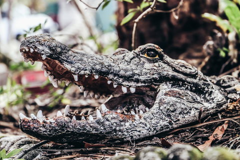 Cool Bananas Backpackers - Accommodation NSW 42