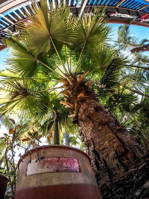 Cool Bananas Backpackers - Accommodation NSW 14