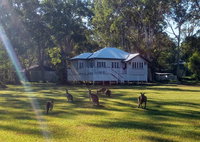 Lake Weyba Noosa Lodge  Kangaroos