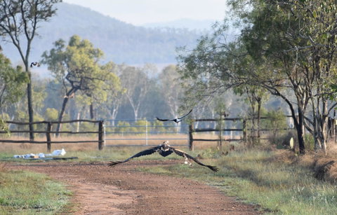 Ironbark House - Accommodation NSW 9