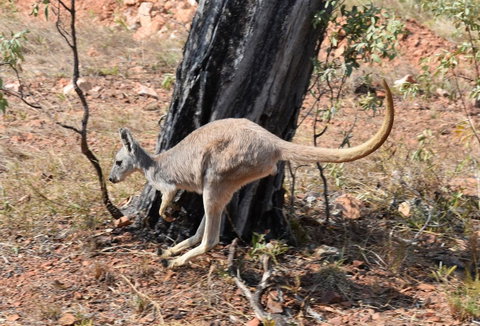 Ironbark House - Accommodation NSW 24