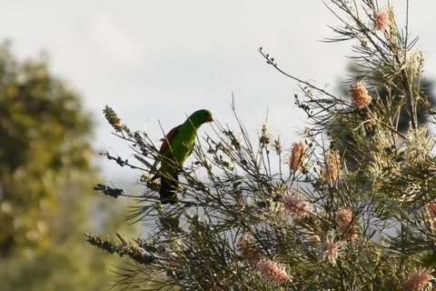 Ironbark House - Accommodation NSW 29