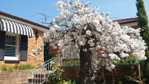 Winston Cottage At Three Sisters - Accommodation NSW 3