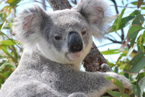 AFFORDABLE ISLAND ESCAPE! Queen Studio, Nelly Bay - Accommodation NSW 2